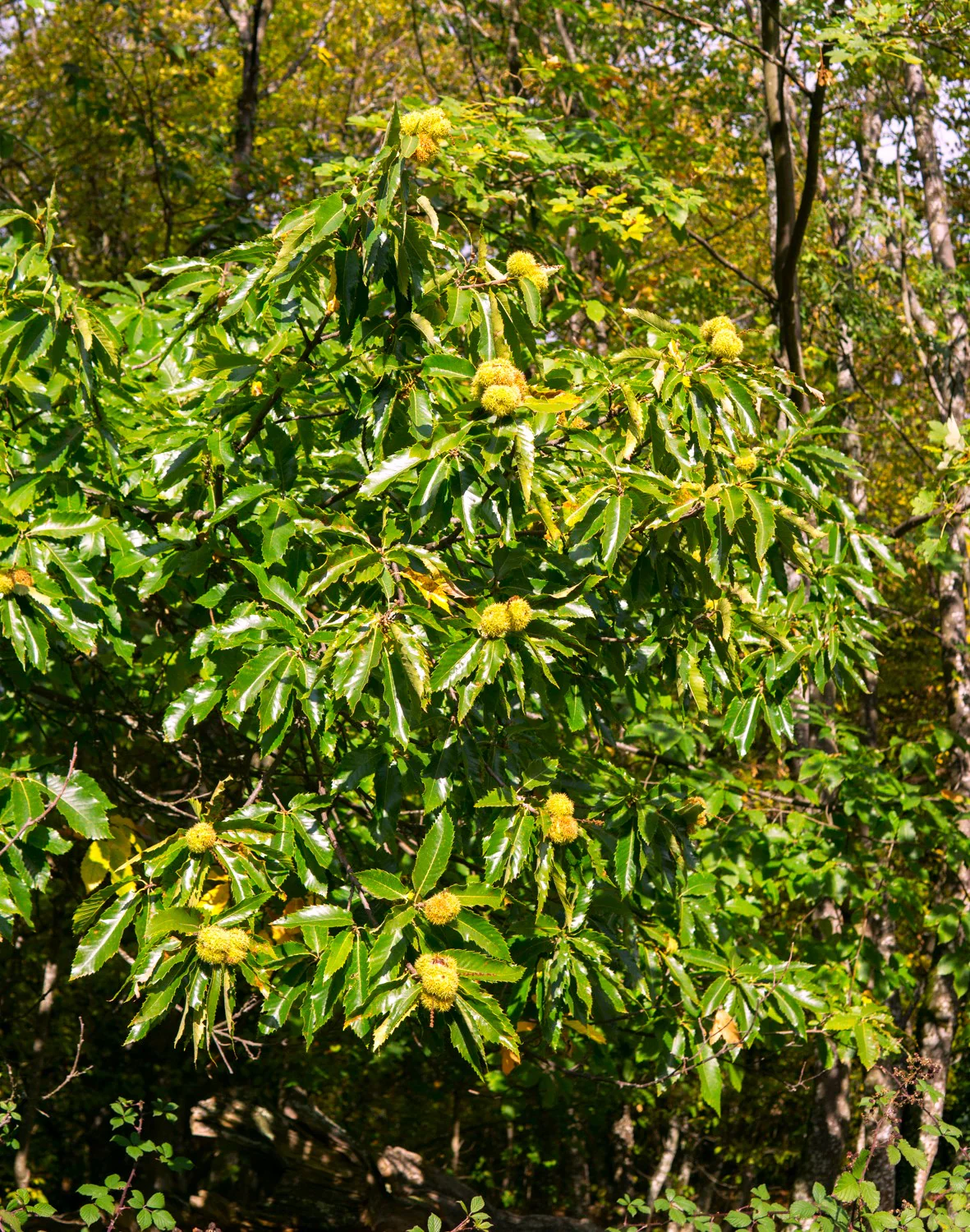 Sweet Chestnut Tree (European x Japanese Hybrid) - Image 4
