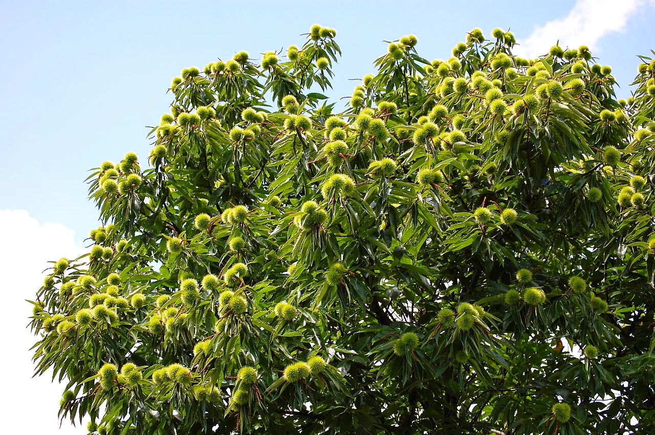 Sweet Chestnut Tree (European x Japanese Hybrid) - Image 5