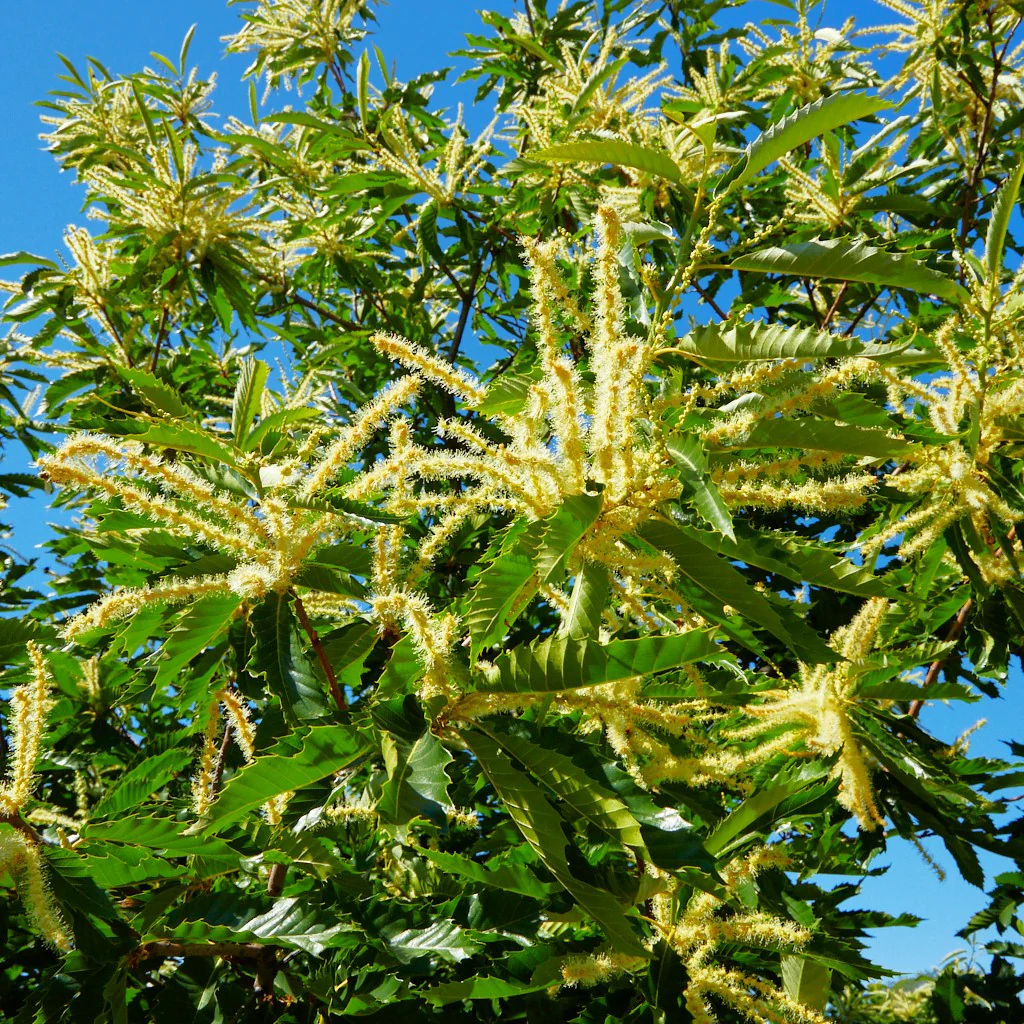 Sweet Chestnut Tree (European x Japanese Hybrid) - Image 6