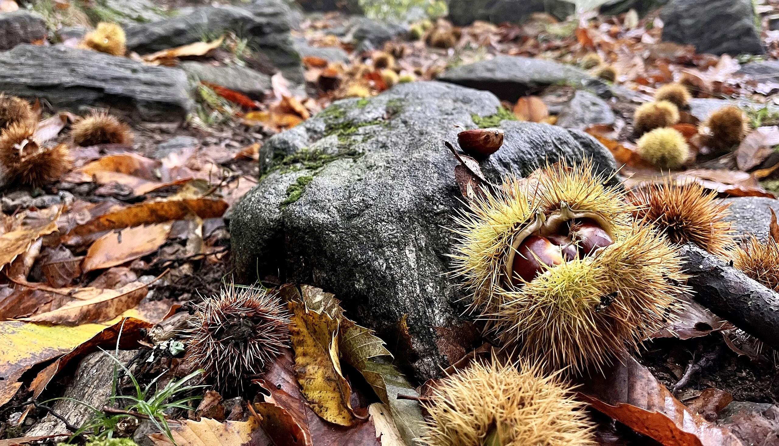 Sweet Chestnut Tree (European x Japanese Hybrid) - Image 7