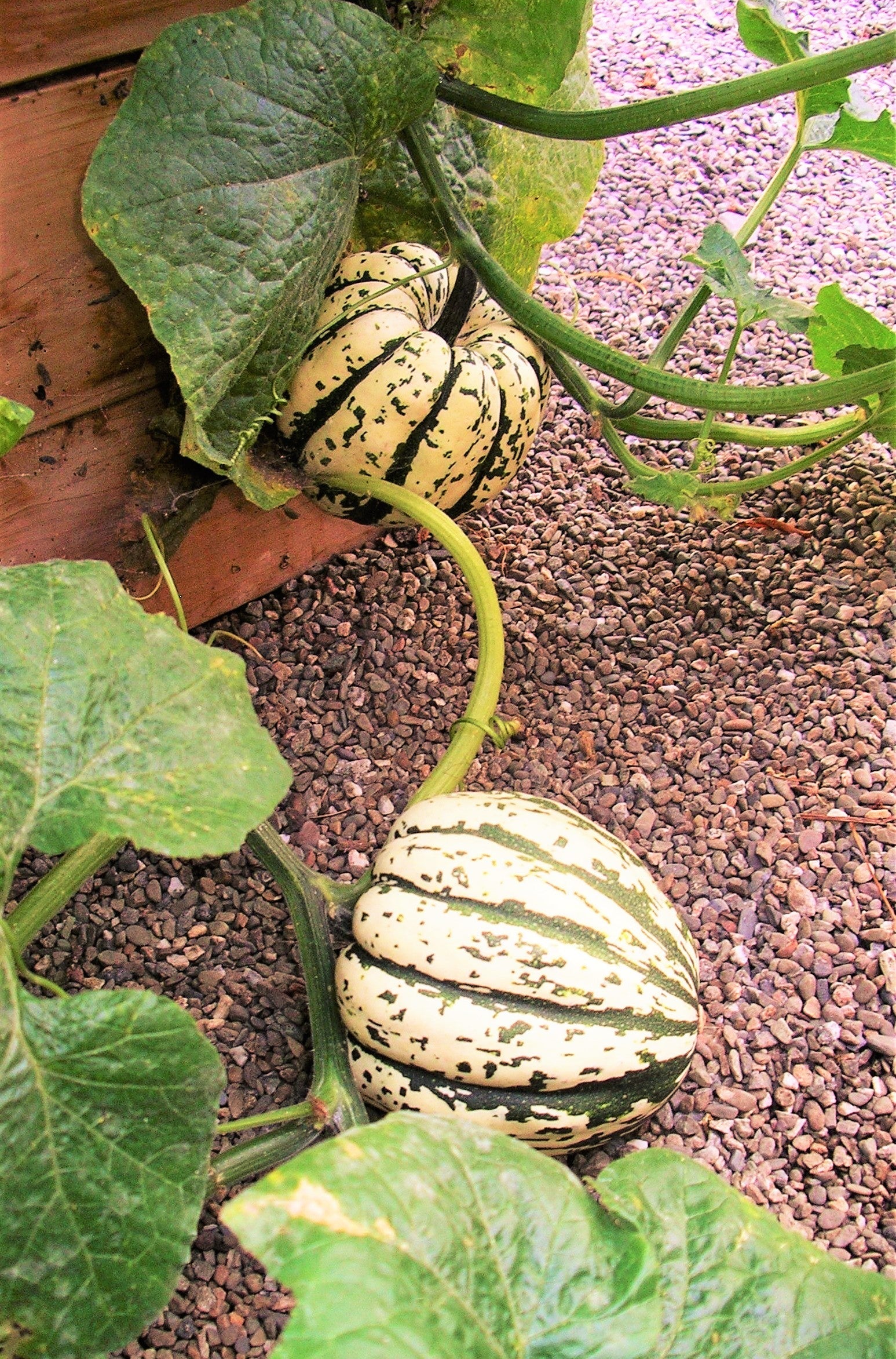 Sweet Dumpling Squash - Image 2