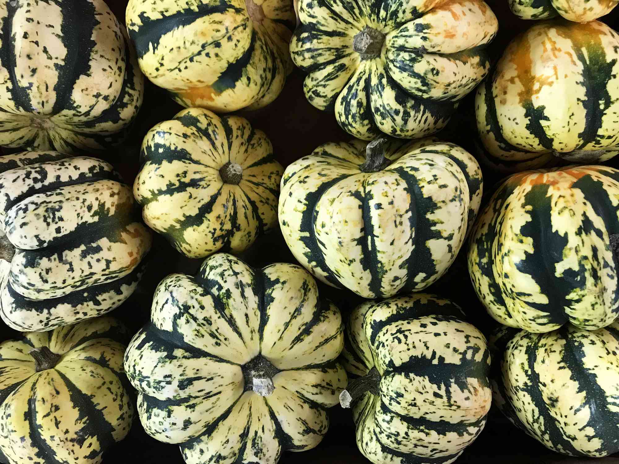 Sweet Dumpling Squash - Image 3