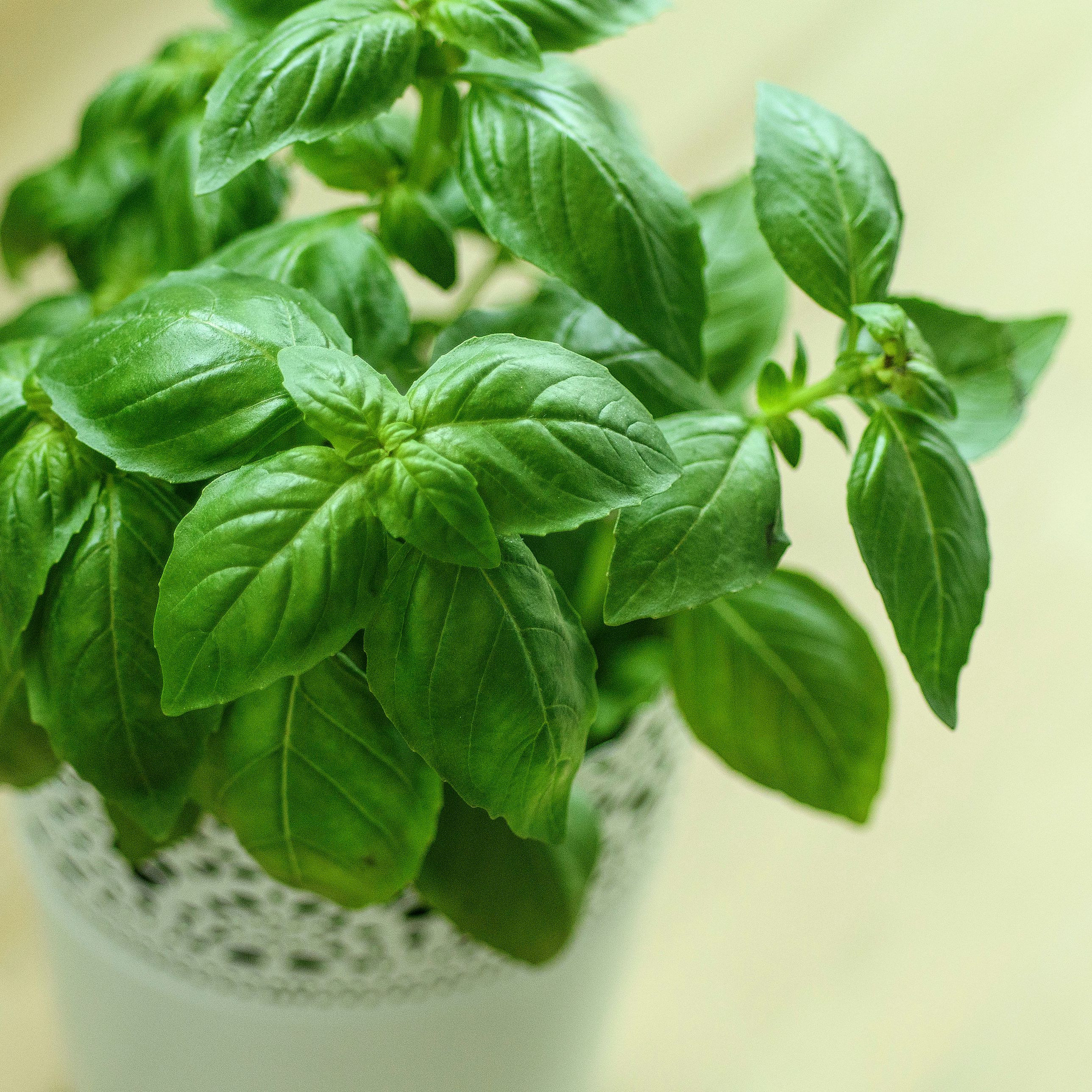 Genovese Basil - Image 3