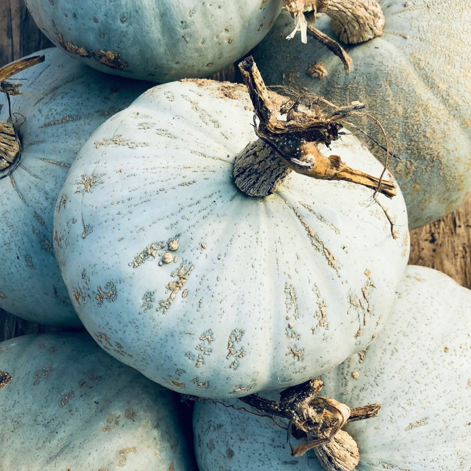 Sweet Meat Winter Squash