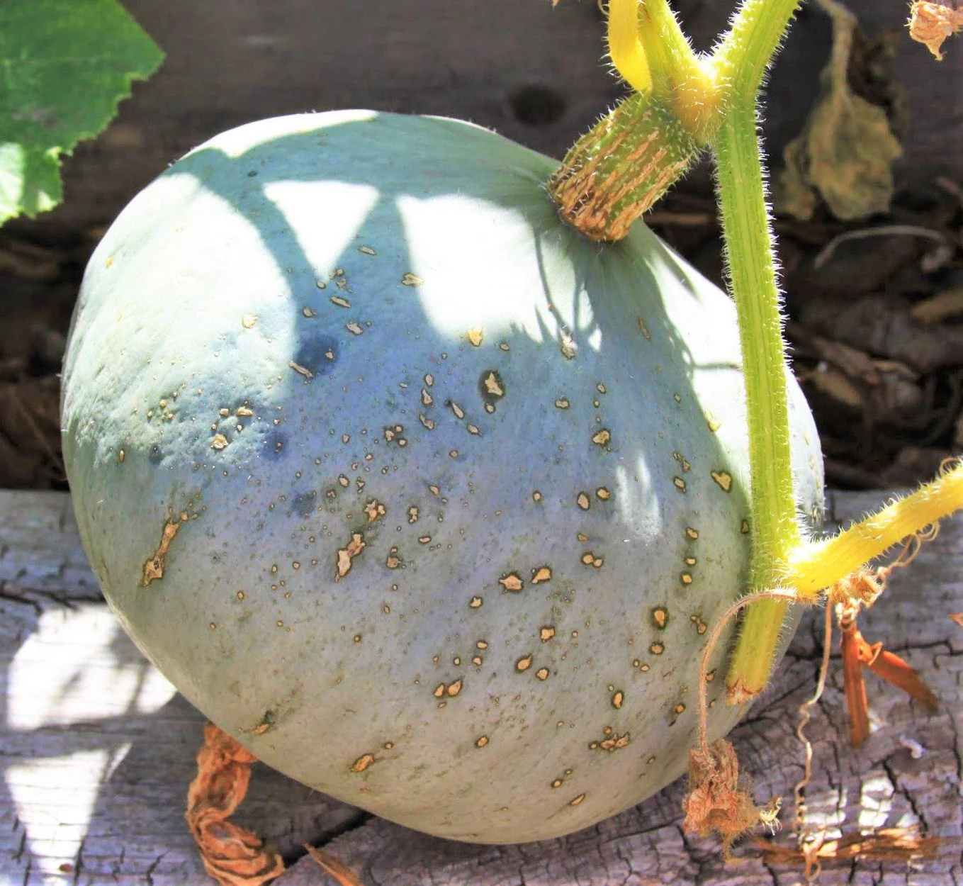 Sweet Meat Winter Squash - Image 2