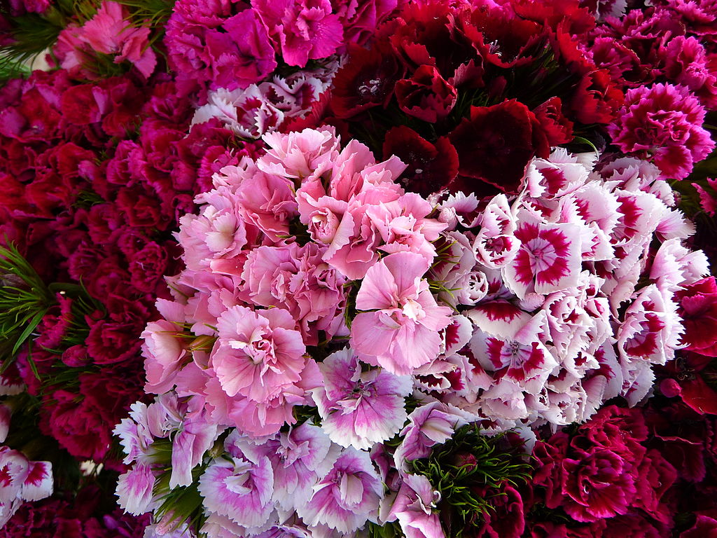 Sweet William Mix - Image 3