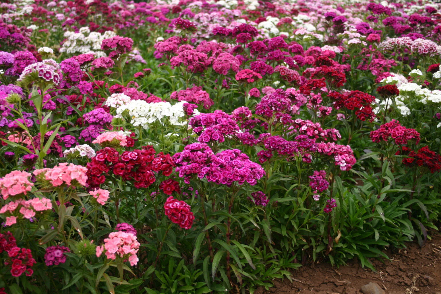 Sweet William Mix - Image 4