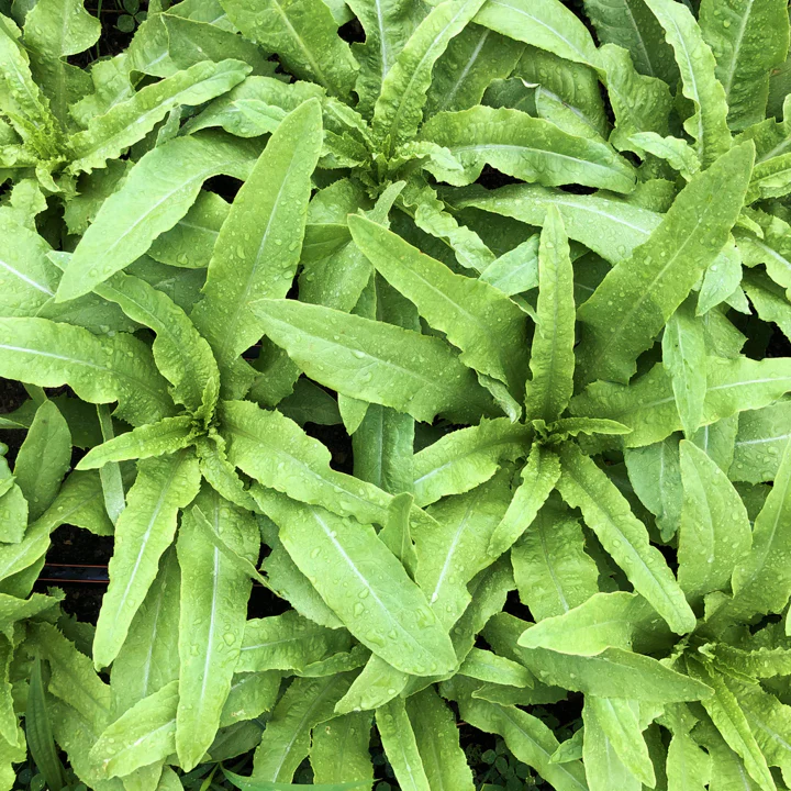 Sword Choy (A-Choy)