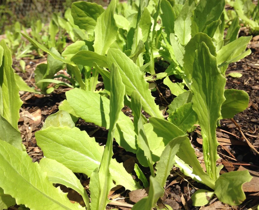 Sword Choy (A-Choy) - Image 2