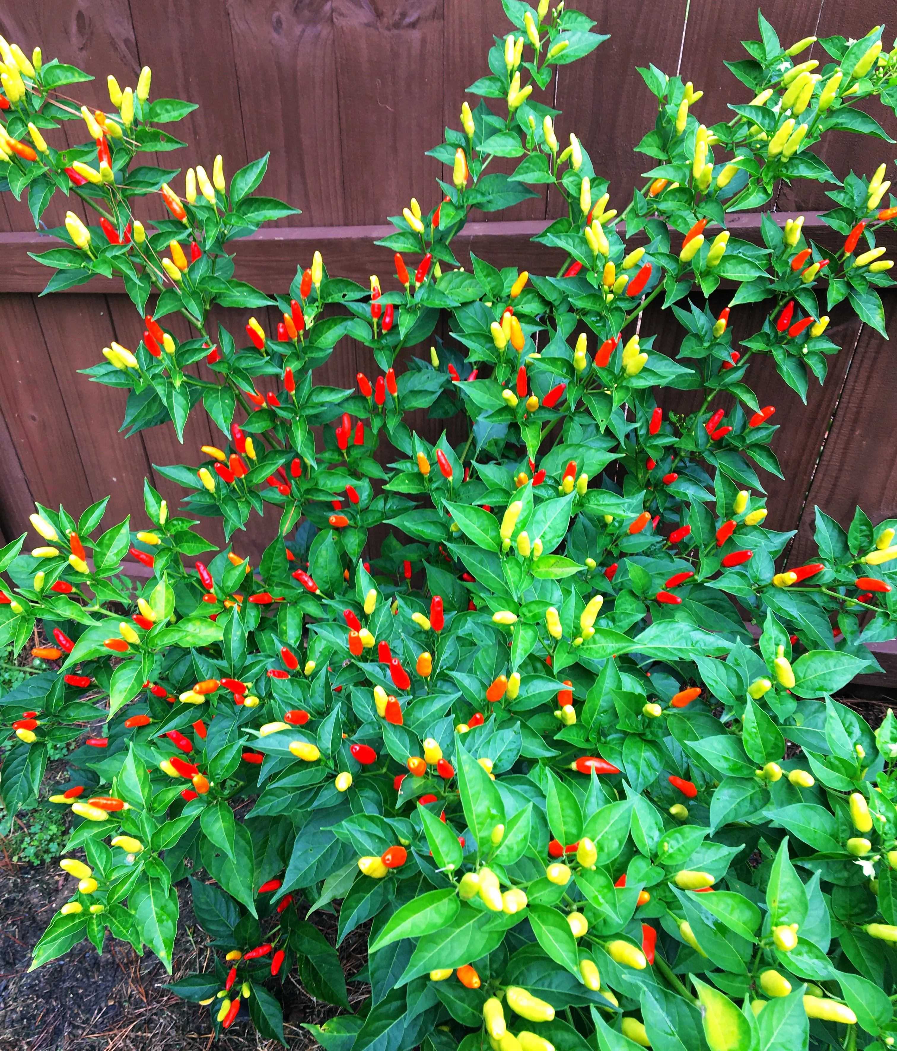 Tabasco Hot Pepper - Image 3