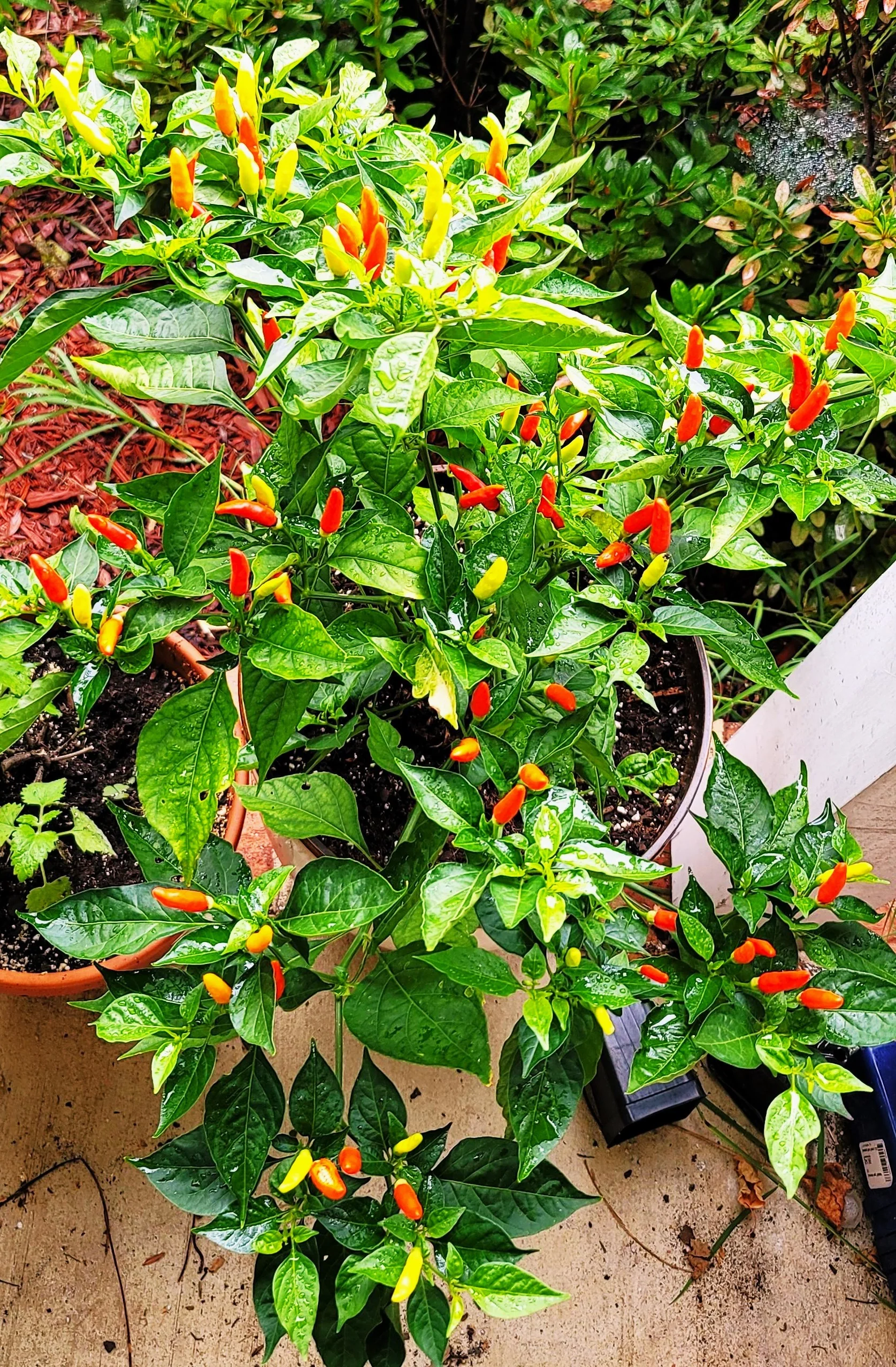 Tabasco Hot Pepper - Image 4