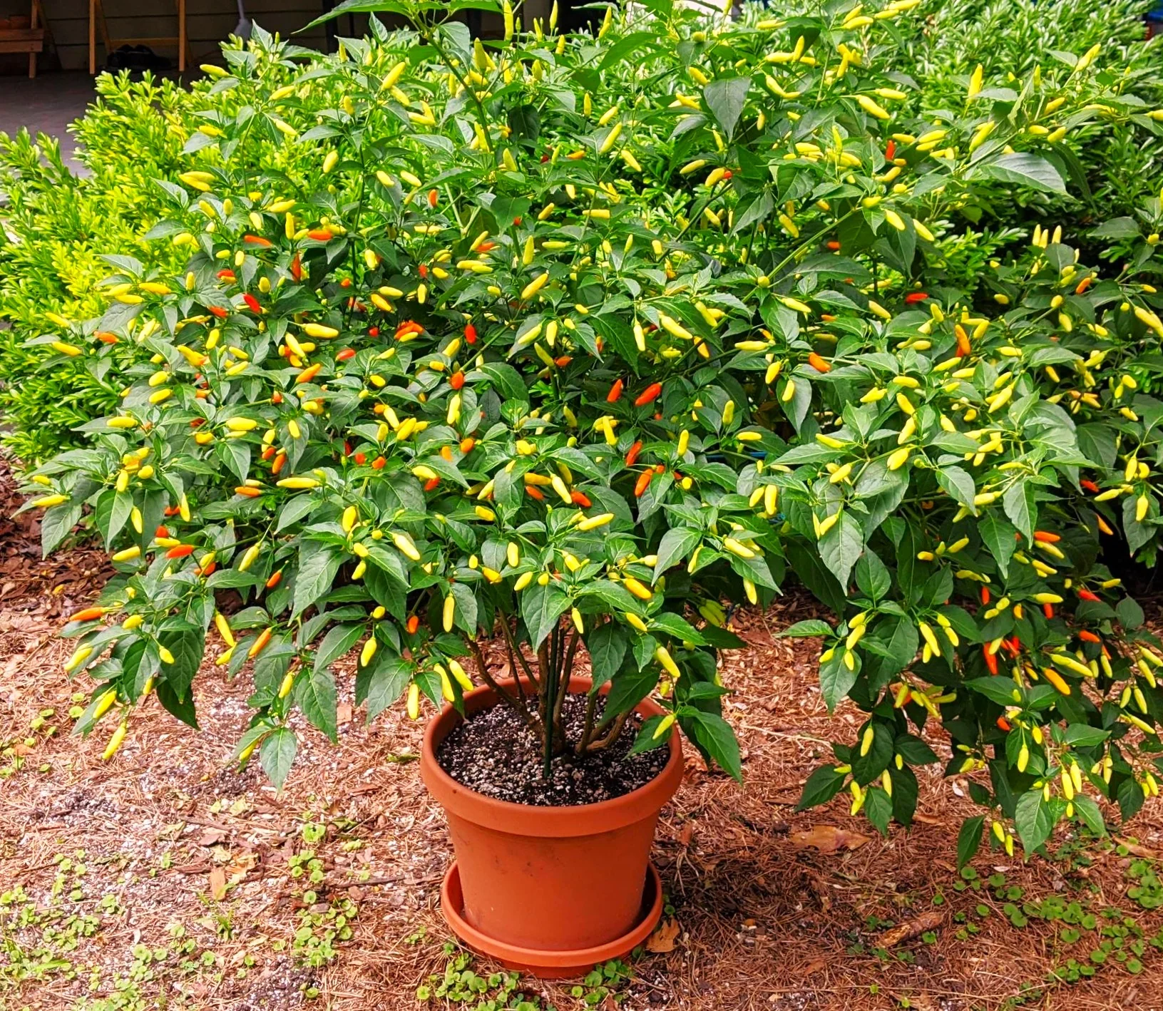Tabasco Hot Pepper - Image 5