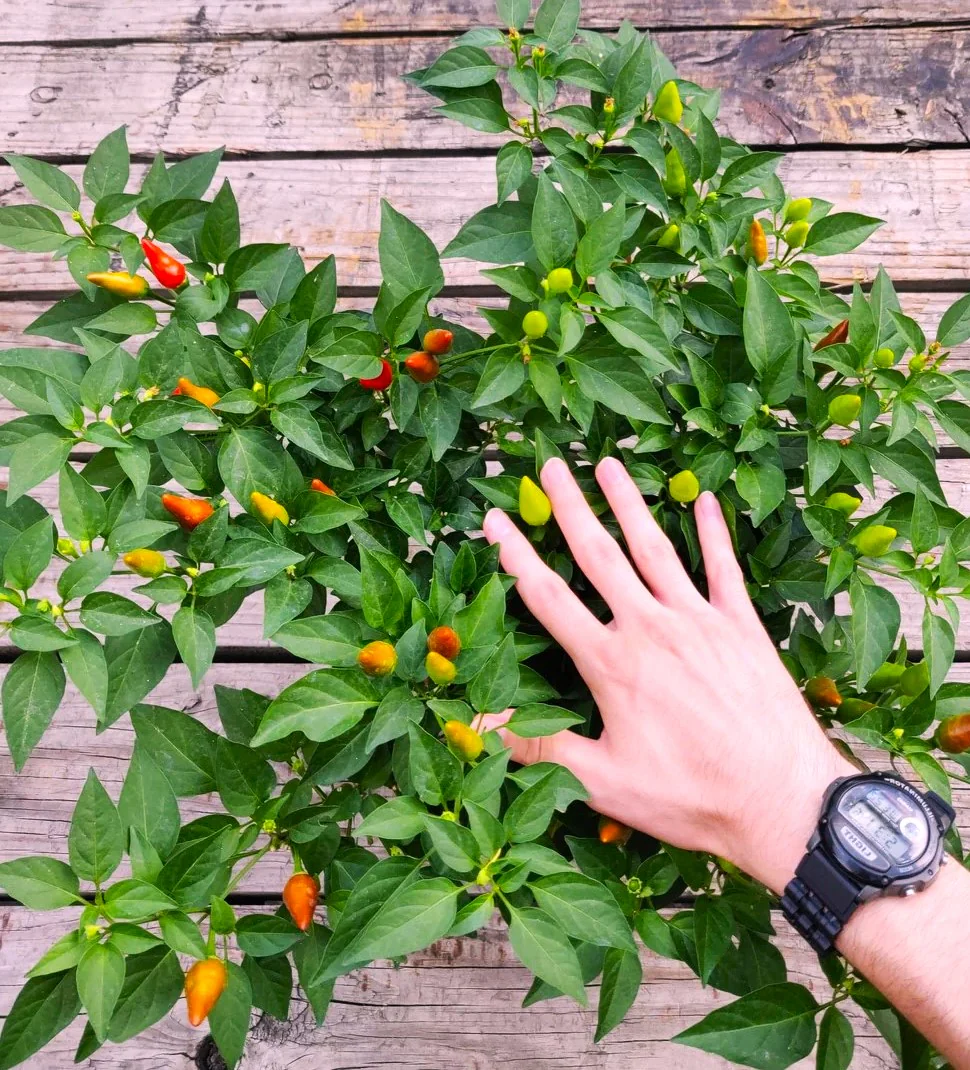 Tabasco Hot Pepper - Image 6