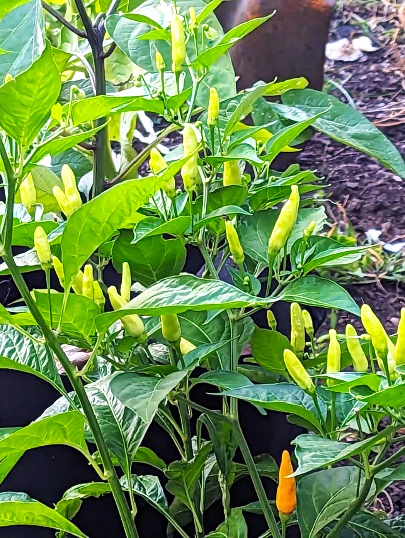Tabasco Hot Pepper - Image 7