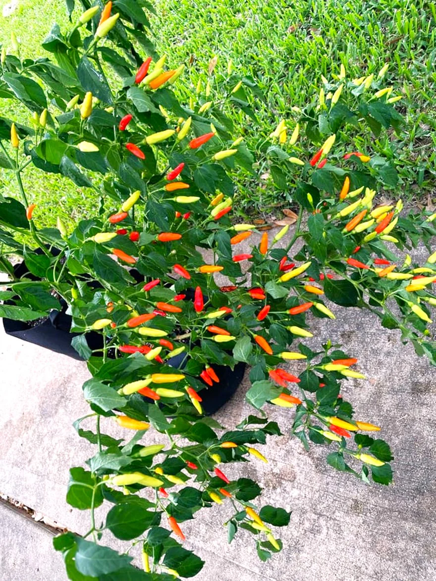 Tabasco Hot Pepper - Image 8