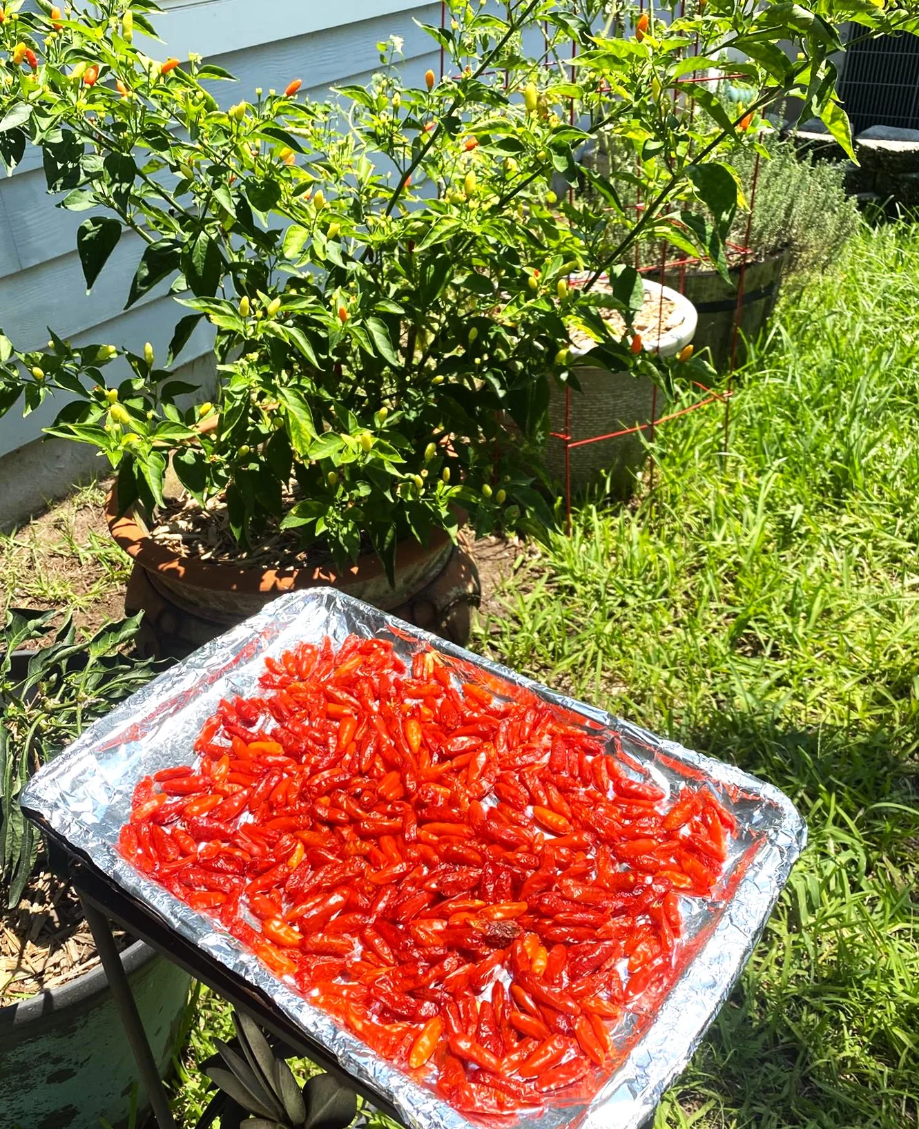 Tabasco Hot Pepper - Image 9