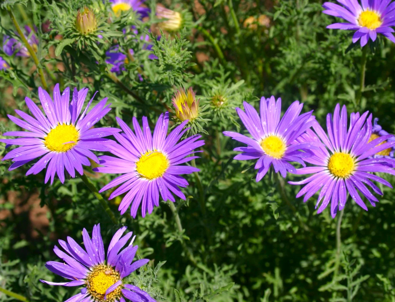 Tahoka Daisy (Prairie Aster) - Image 3