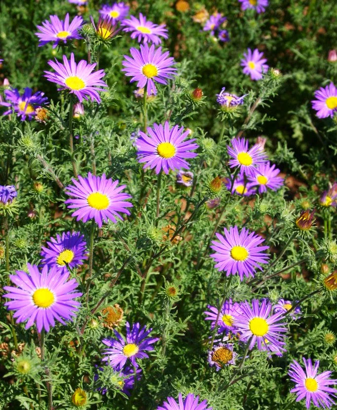 Tahoka Daisy (Prairie Aster) - Image 4