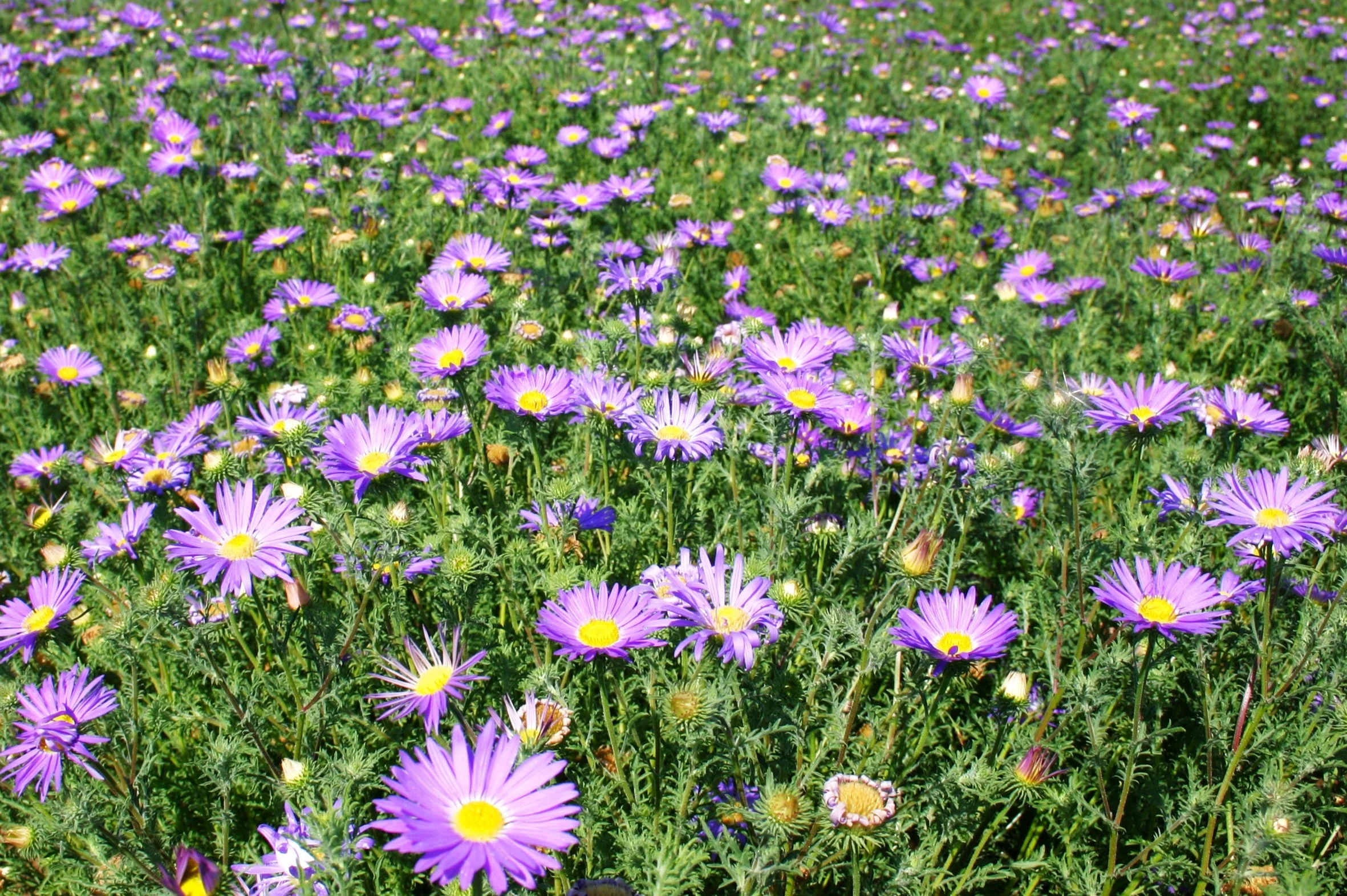 Tahoka Daisy (Prairie Aster) - Image 5
