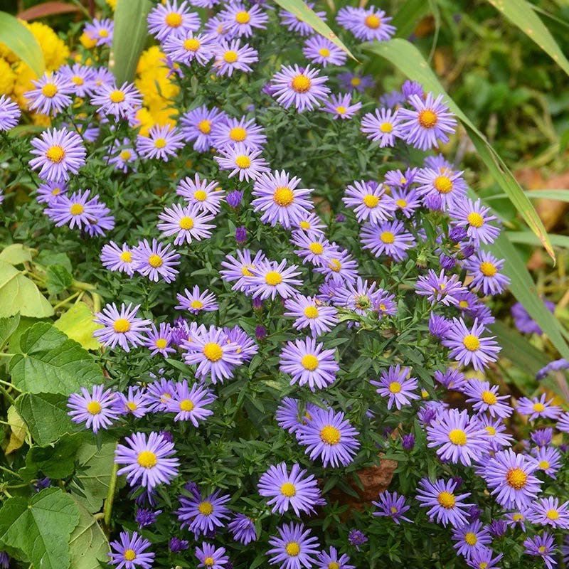 Tahoka Daisy (Prairie Aster) - Image 6