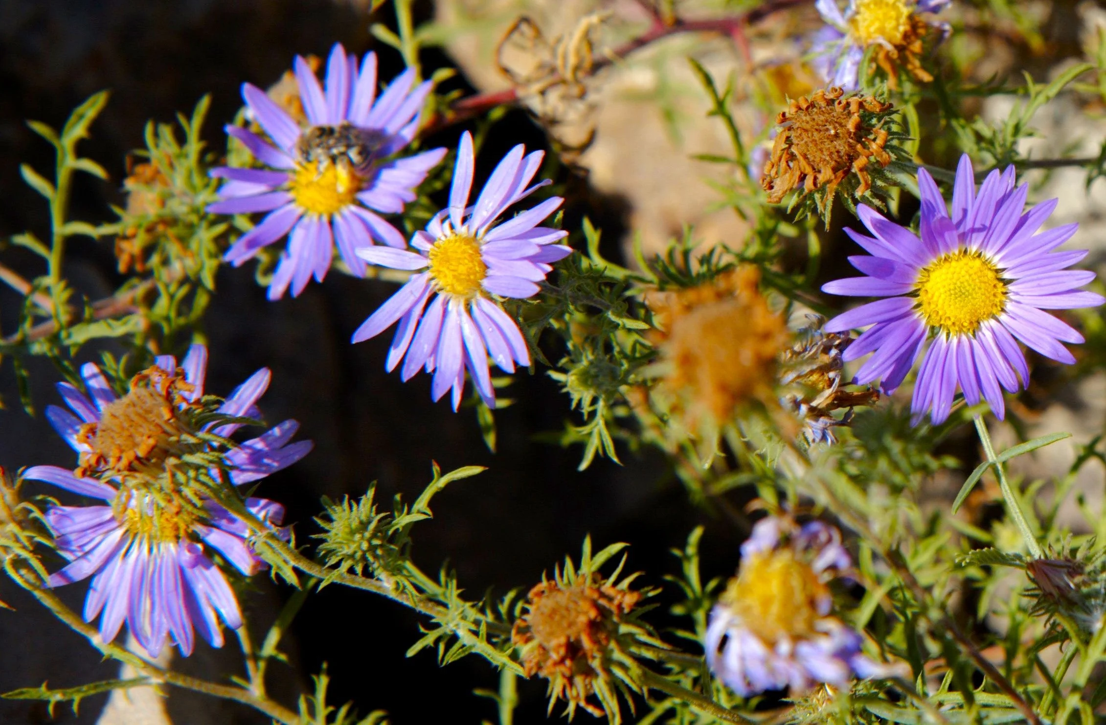 Tahoka Daisy (Prairie Aster) - Image 7