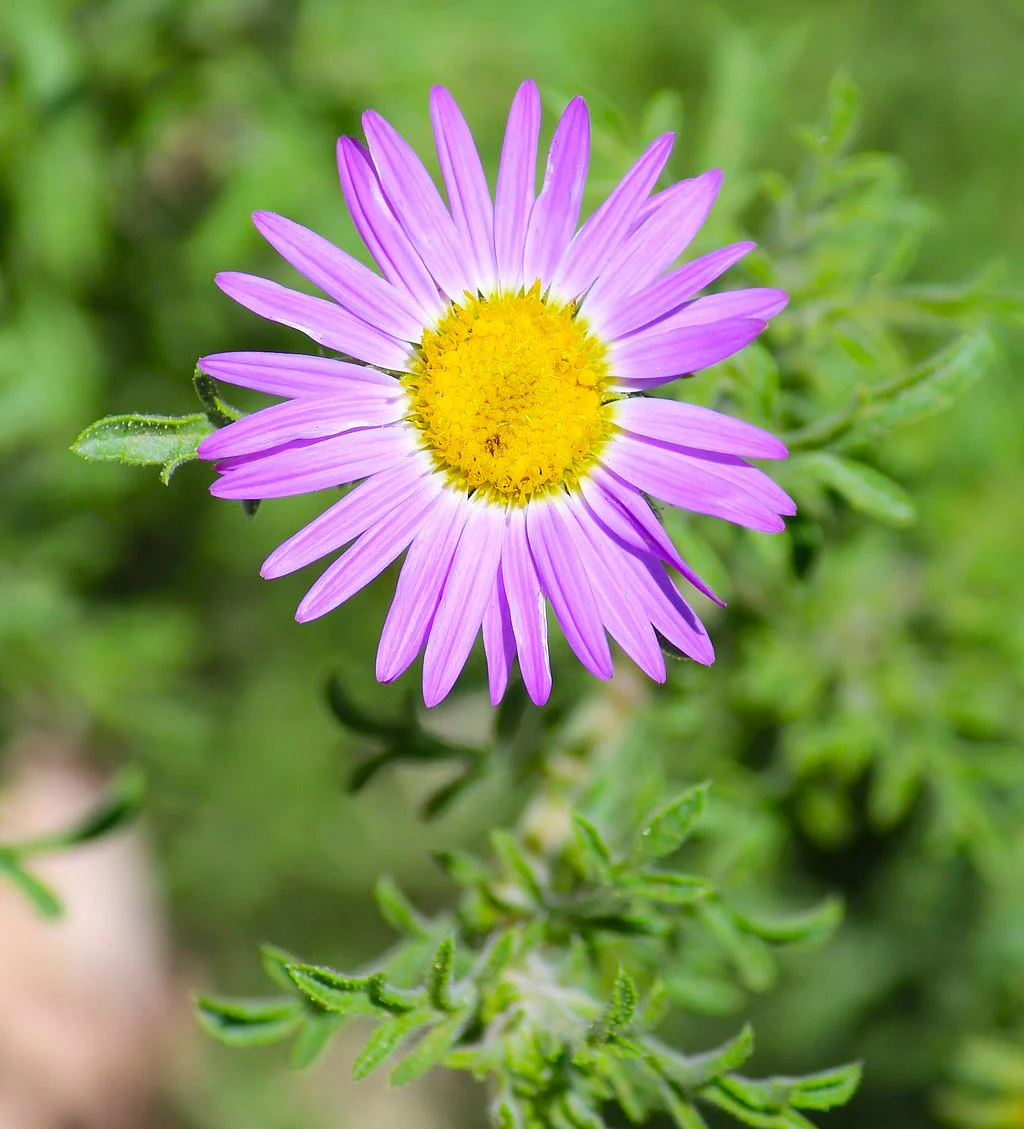 Tahoka Daisy (Prairie Aster) - Image 8