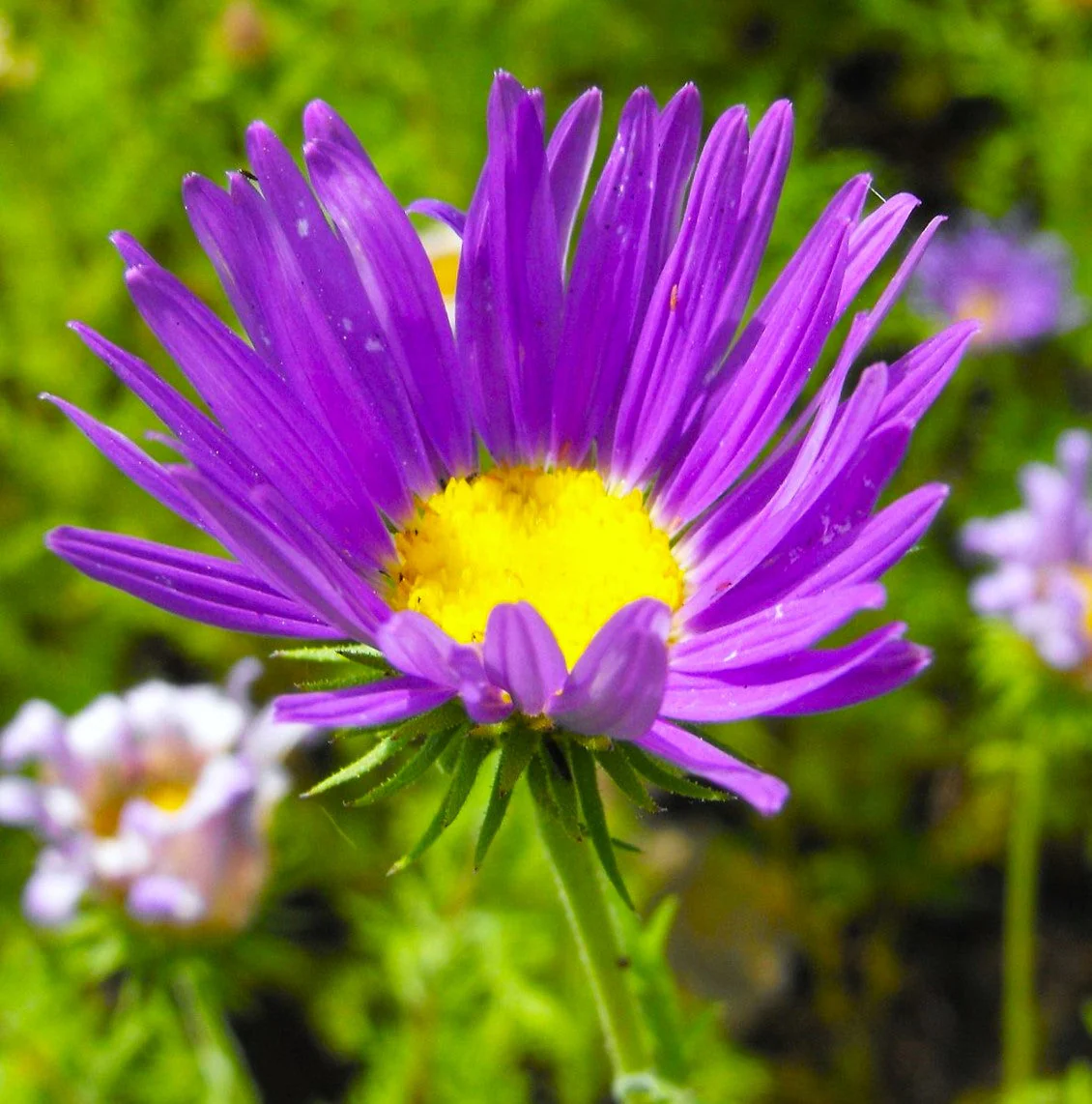 Tahoka Daisy (Prairie Aster) - Image 9