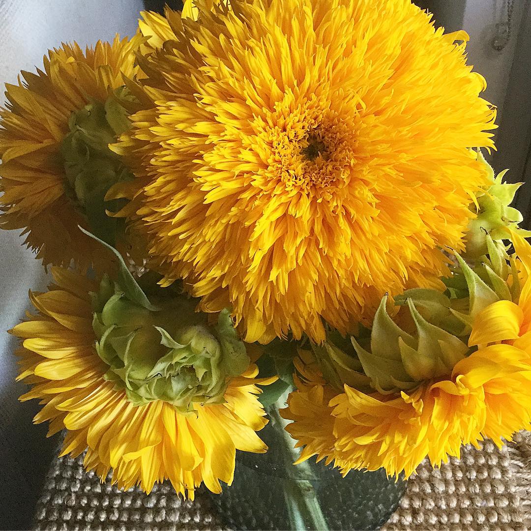 Tall Teddy Bear Sunflower - Image 10