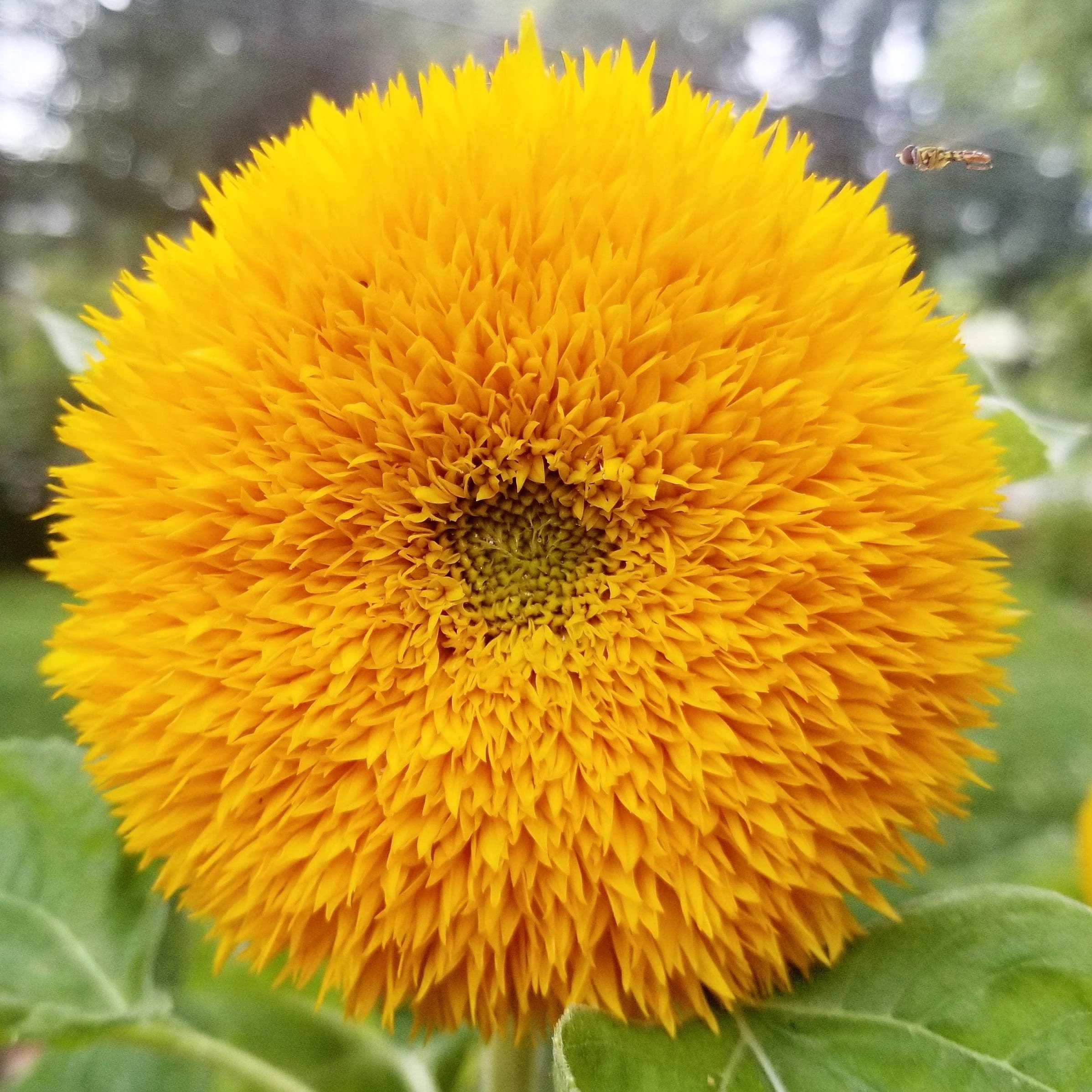 Tall Teddy Bear Sunflower - Image 2