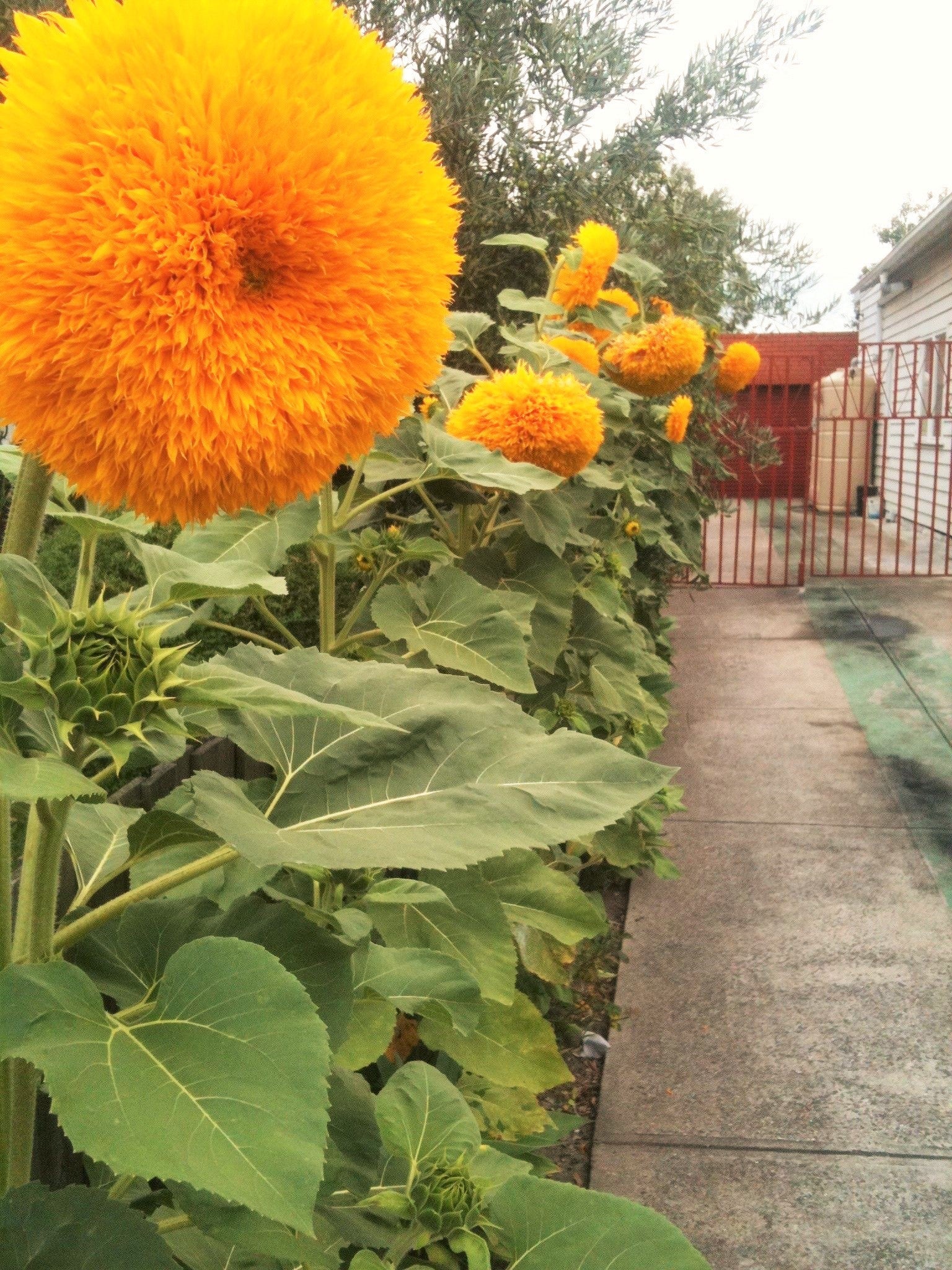 Tall Teddy Bear Sunflower - Image 3