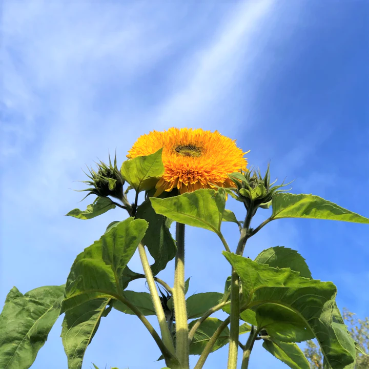 Tall Teddy Bear Sunflower - Image 6