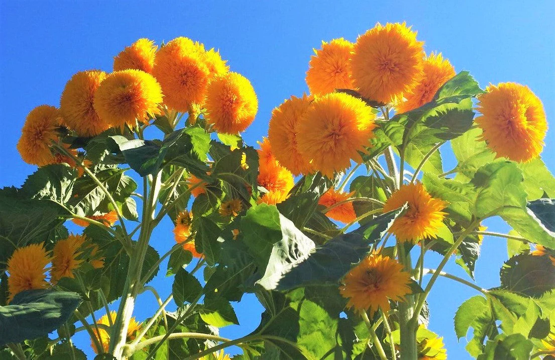 Tall Teddy Bear Sunflower - Image 7