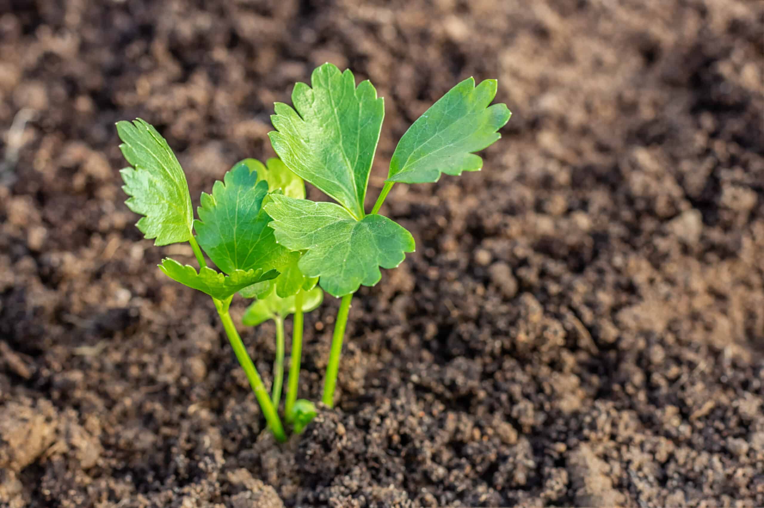 Tall Utah 52-70R Improved Celery - Image 3