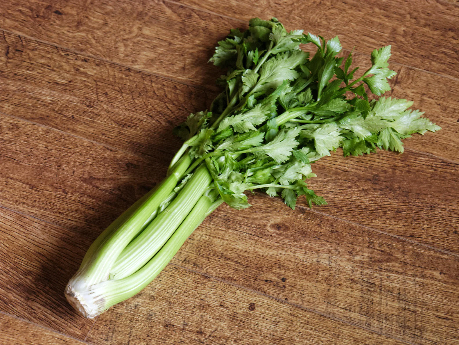 Tall Utah 52-70R Improved Celery - Image 4