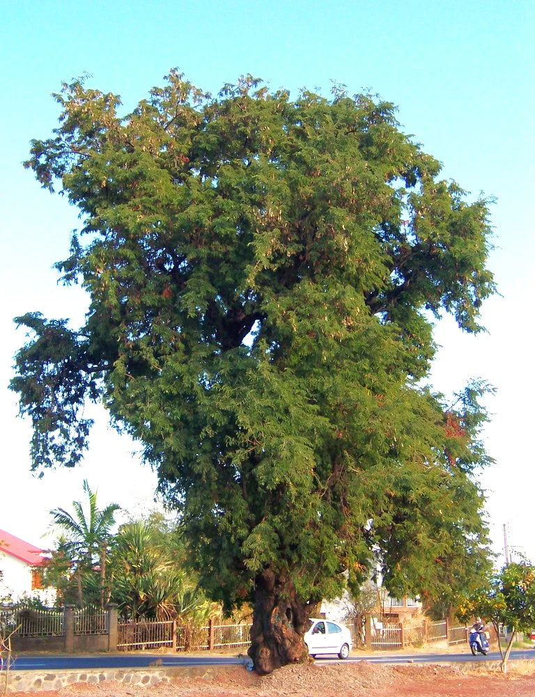 Tamarind Tree - Image 10