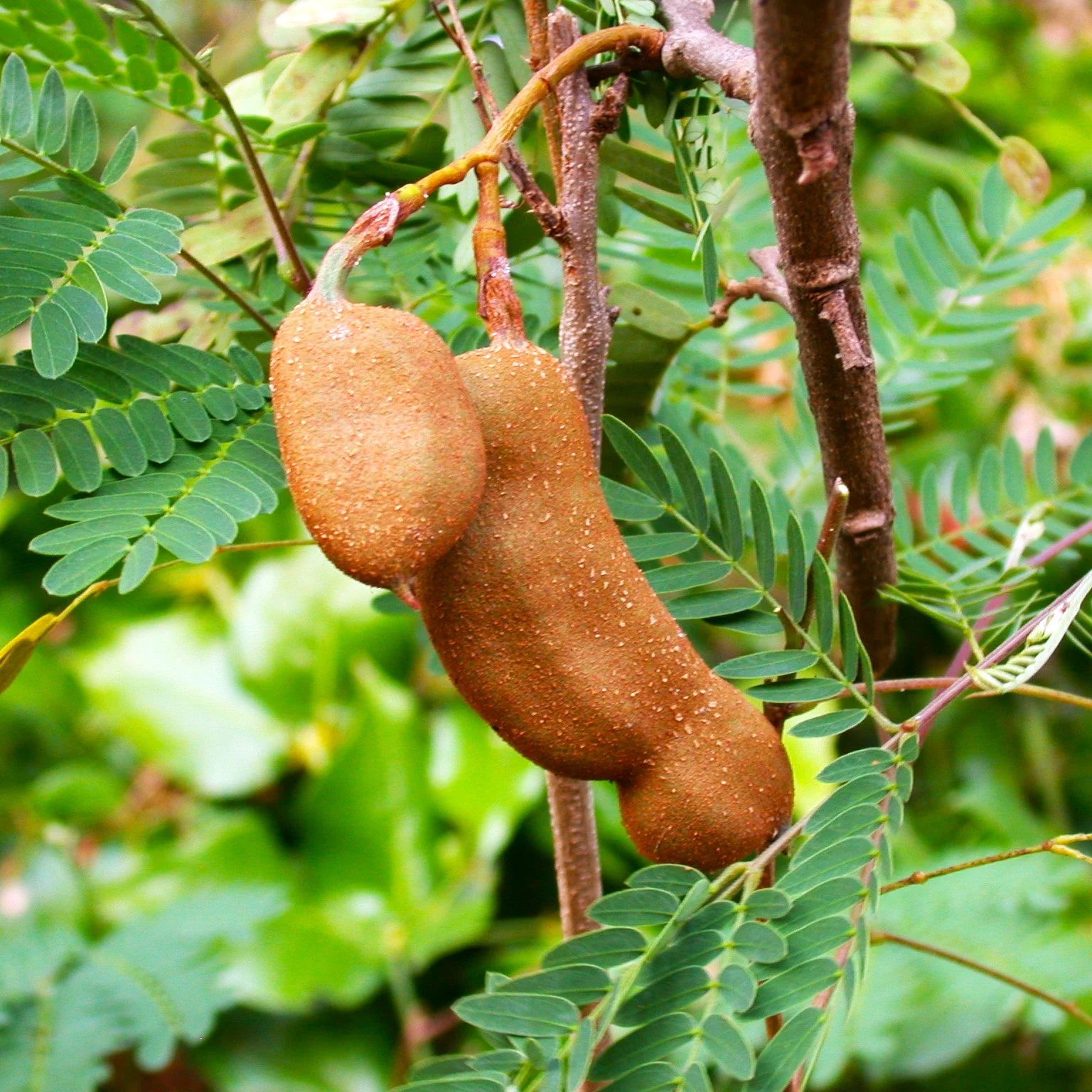 Tamarind Tree - Image 3