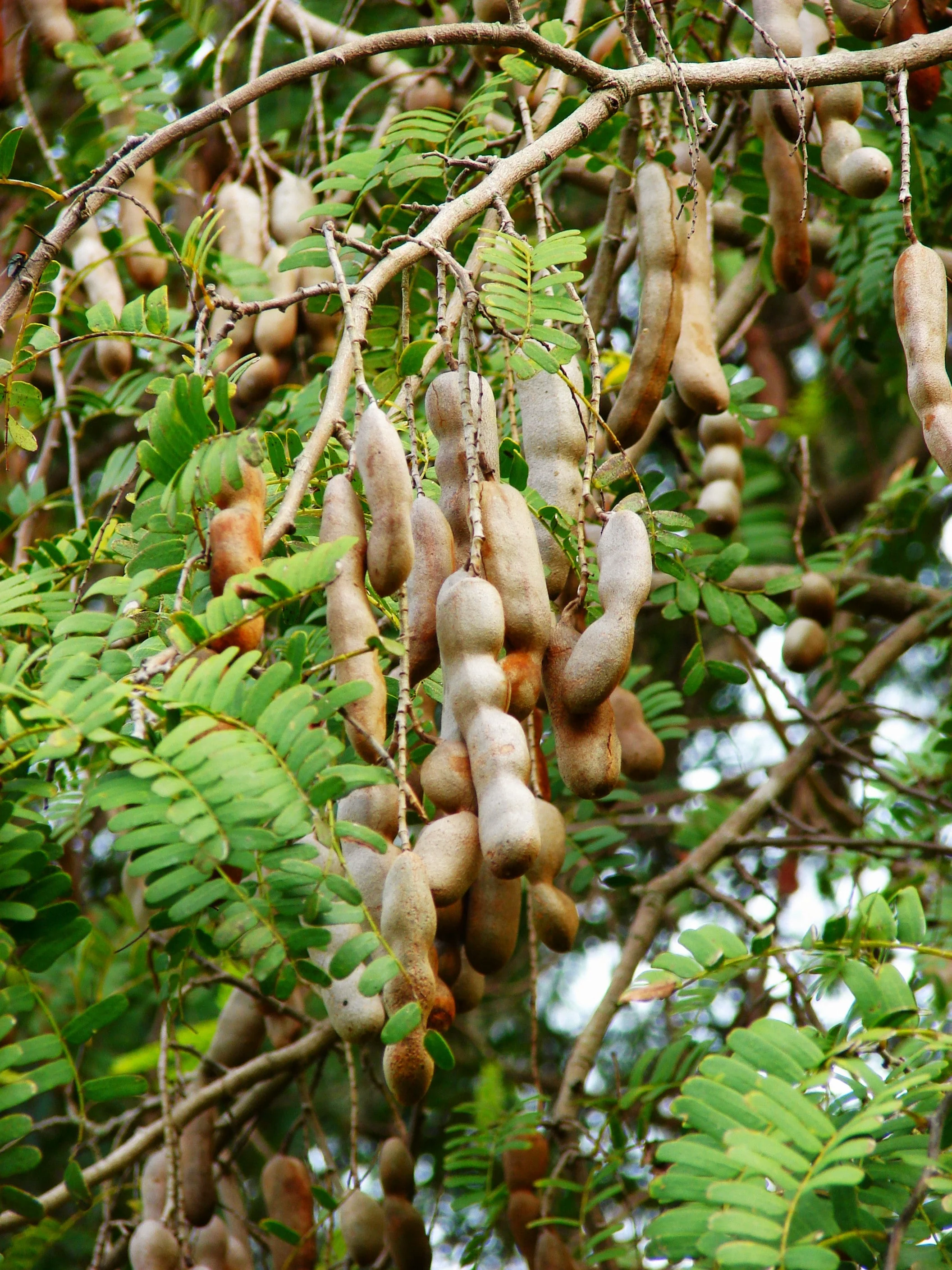 Tamarind Tree - Image 4