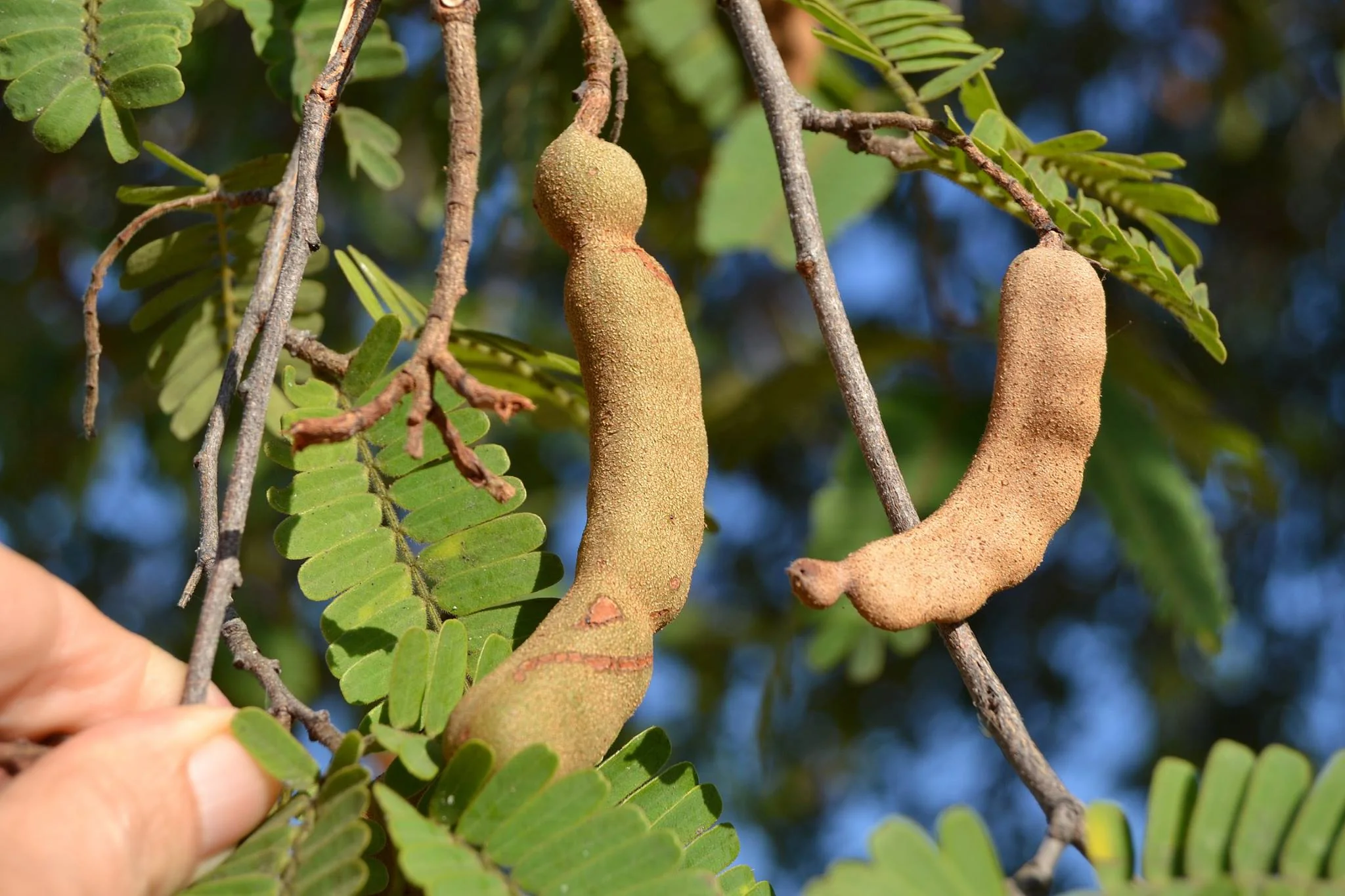 Tamarind Tree - Image 5