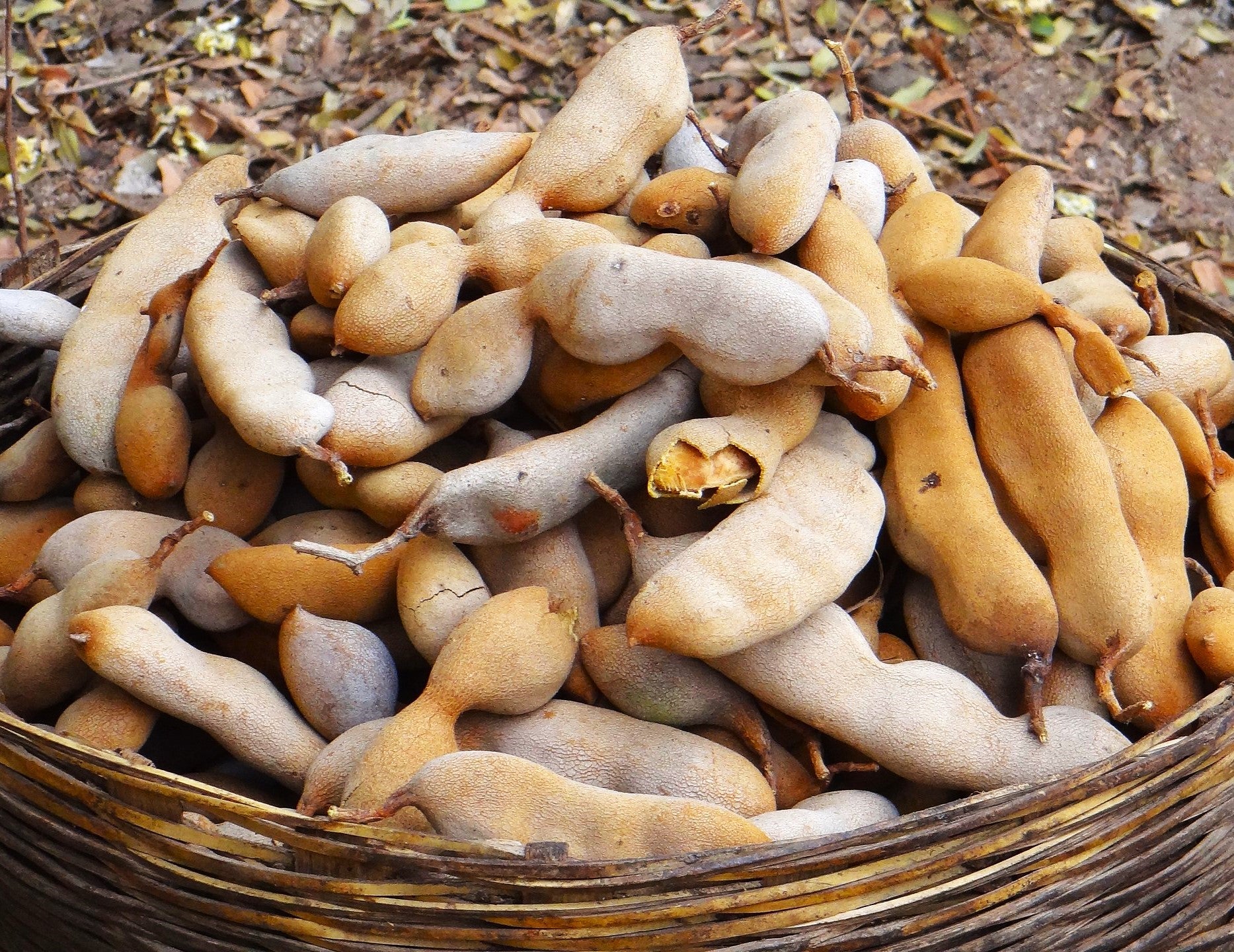 Tamarind Tree - Image 6