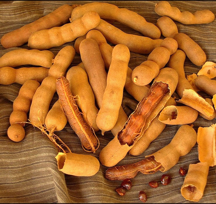 Tamarind Tree - Image 7