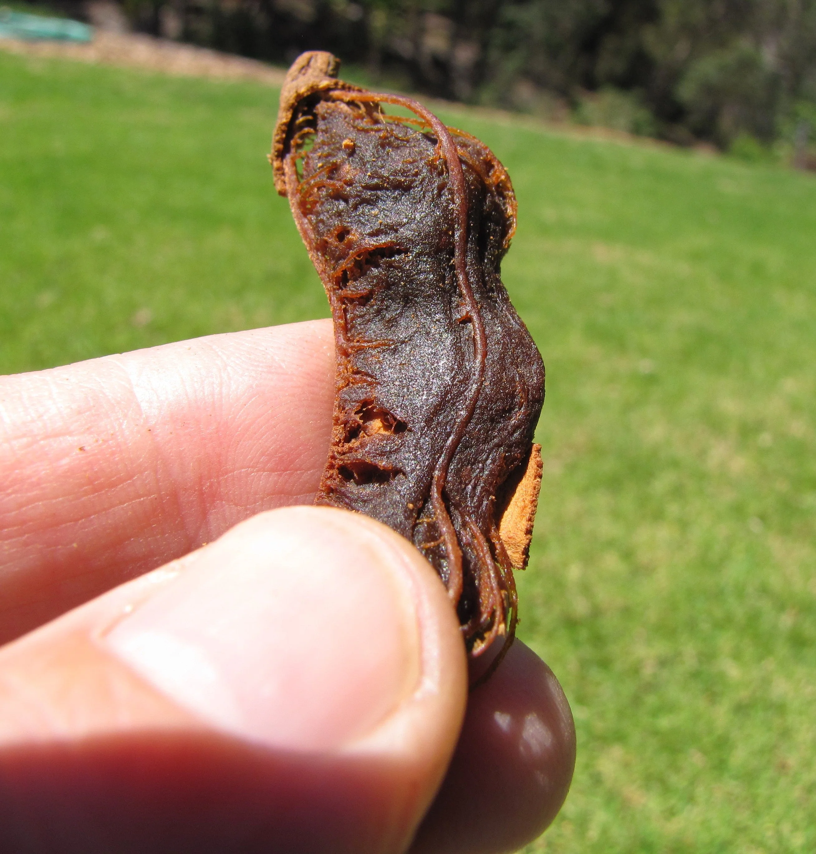 Tamarind Tree - Image 8
