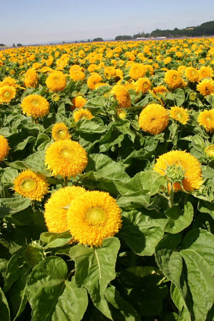 Teddy Bear Sunflower - Image 3