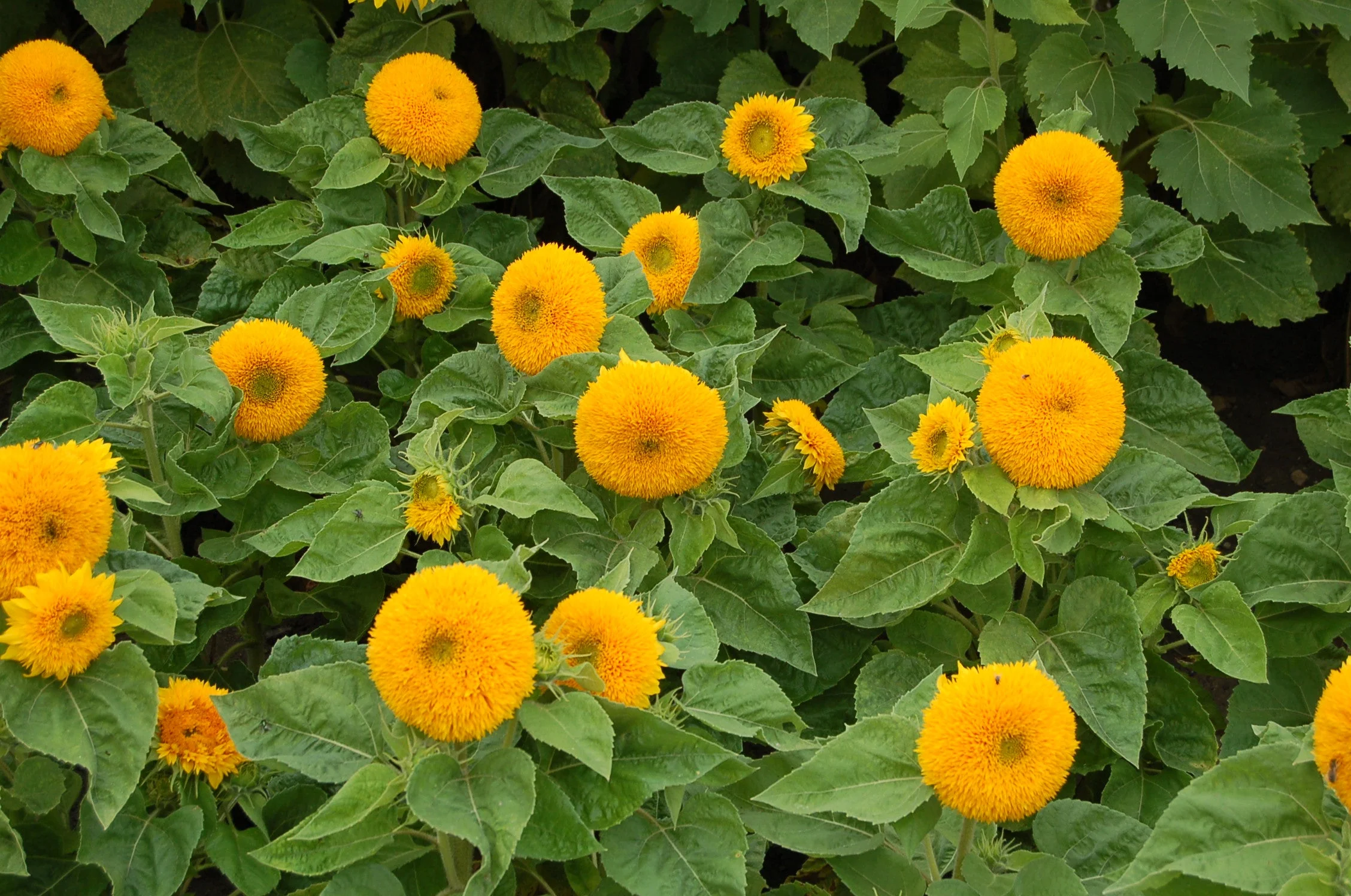 Teddy Bear Sunflower - Image 5