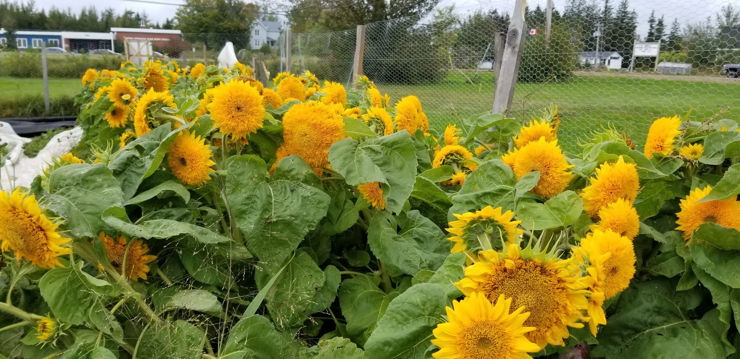 Teddy Bear Sunflower - Image 6