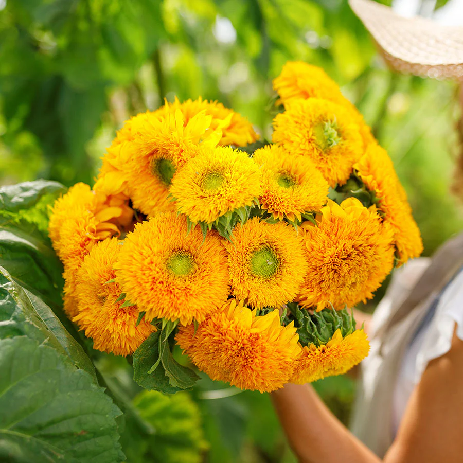 Teddy Bear Sunflower - Image 8