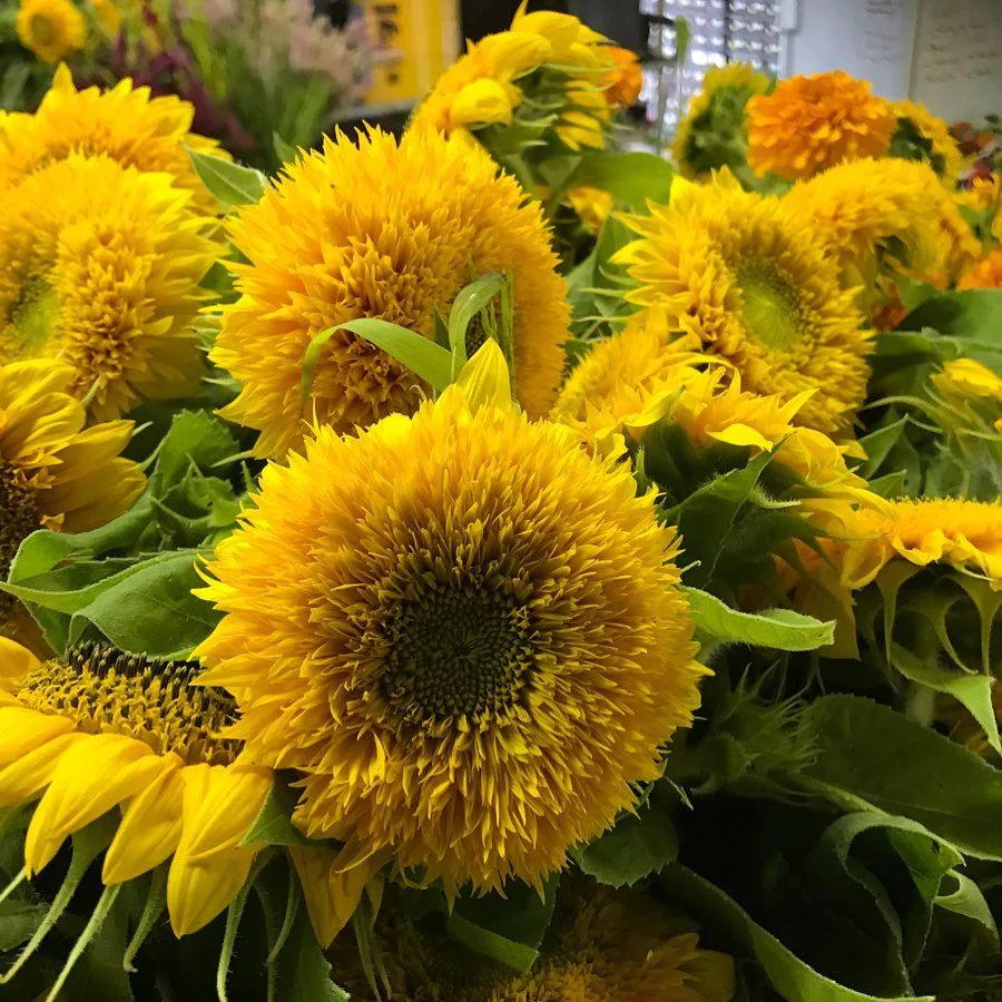 Teddy Bear Sunflower - Image 9