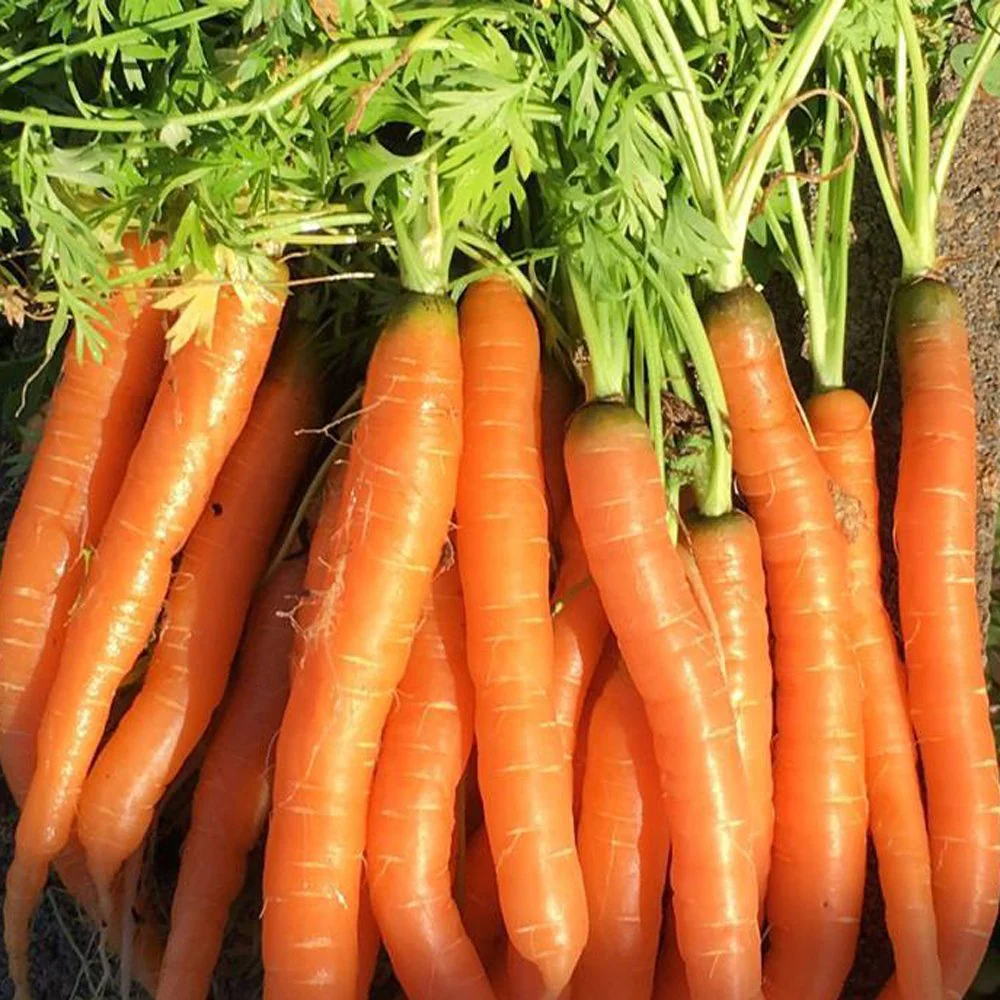 Tendersweet Carrot - Image 3