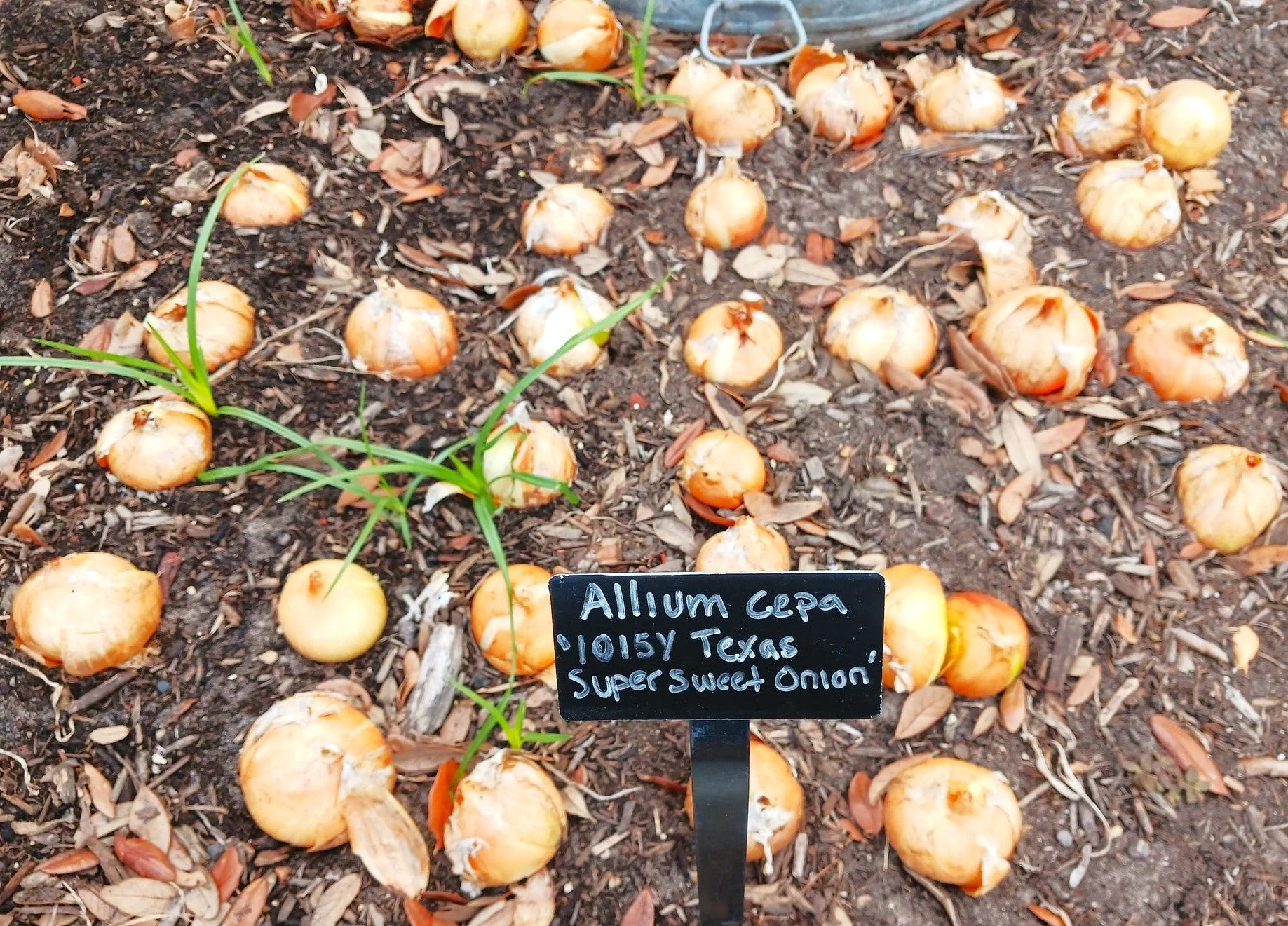 Texas 1015Y SuperSweet Onion - Image 2