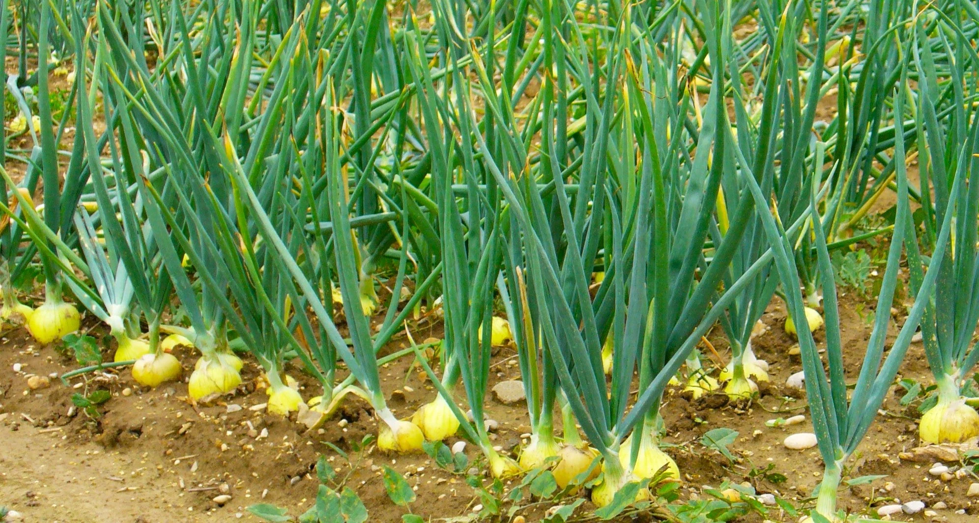 Texas 1015Y SuperSweet Onion - Image 3