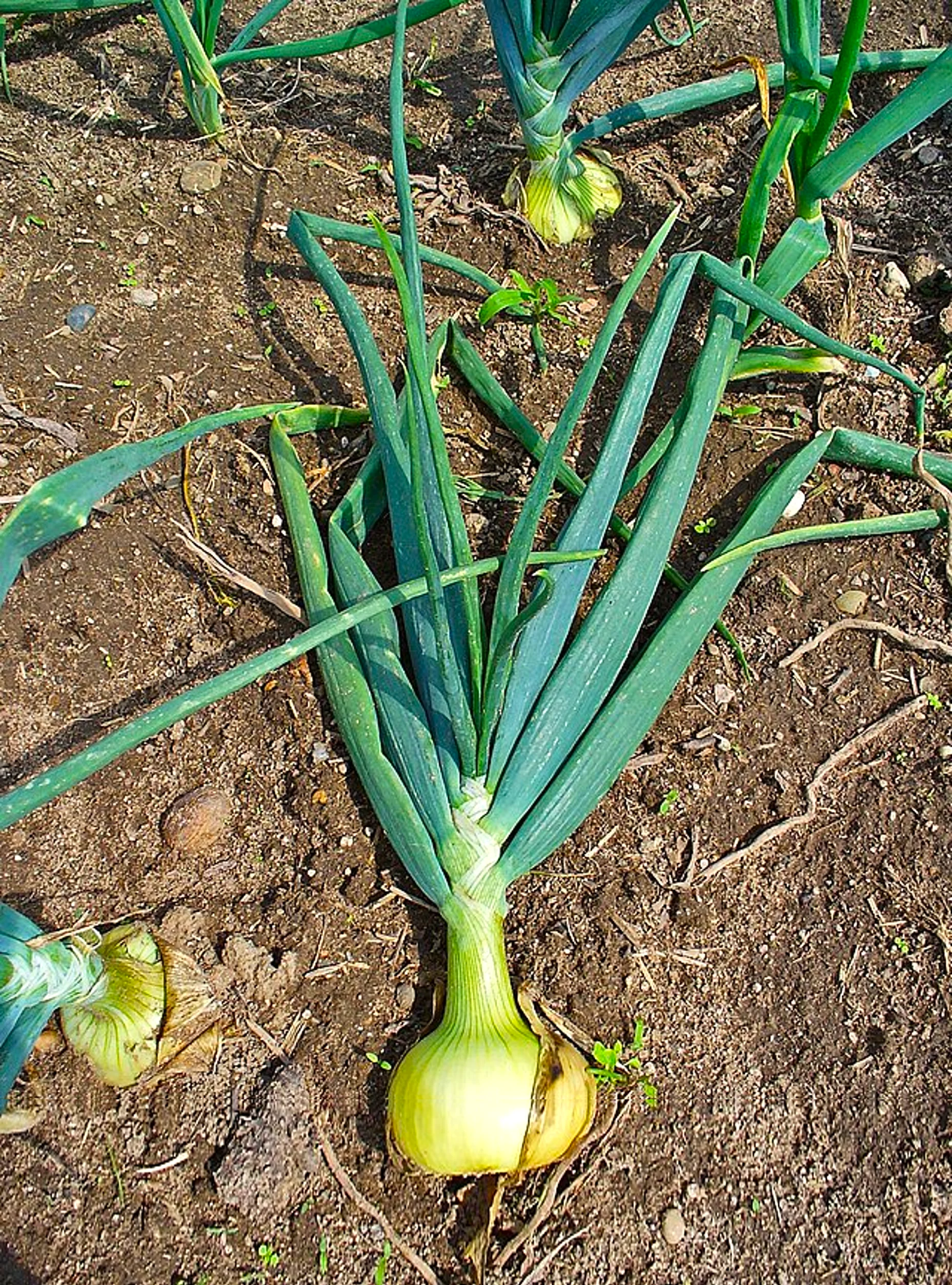 Texas 1015Y SuperSweet Onion - Image 4